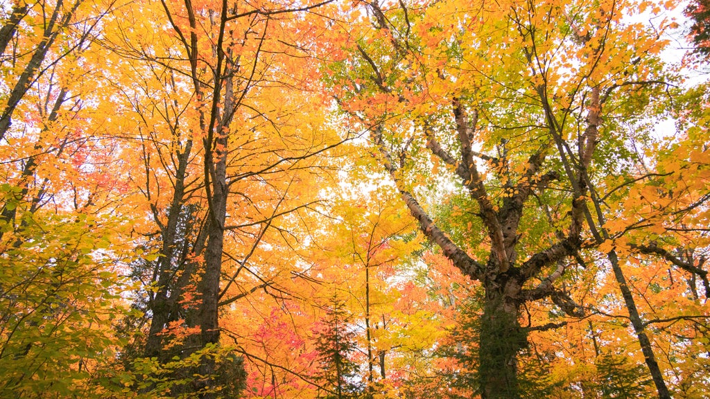 Summerlike weekend on tap in Twin Cities; fall returns early next week — WCCO / CBS Minnesota, St. Augustine Community news