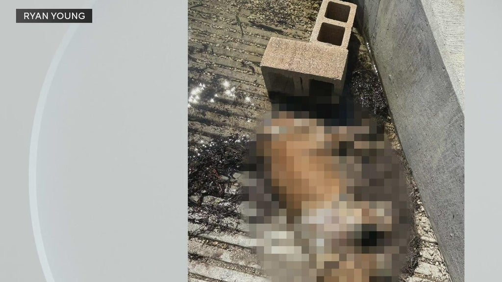 Miami police investigate after dog found dead underwater, tied to cinder blocks off Coconut Grove — CBS Miami, St. Augustine Government news