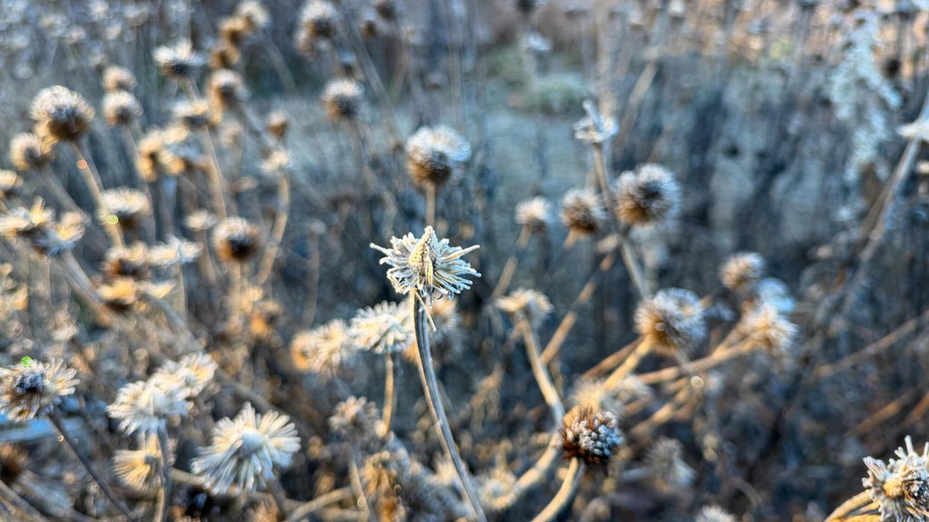 Breezy winds bring cool air to Minnesota, with first frost possible in the metro Friday night — WCCO / CBS Minnesota, St. Augustine Sports news