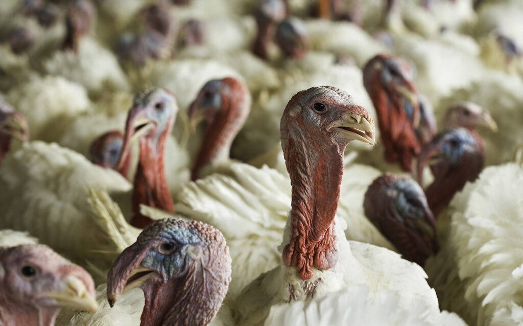Bird flu detected in Iowa commercial flock for first time in nearly a year — St. Augustine Health news