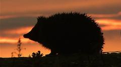 Hedgehog among four chosen animals to feature on your new banknotes — BBC Business, St. Augustine Business news