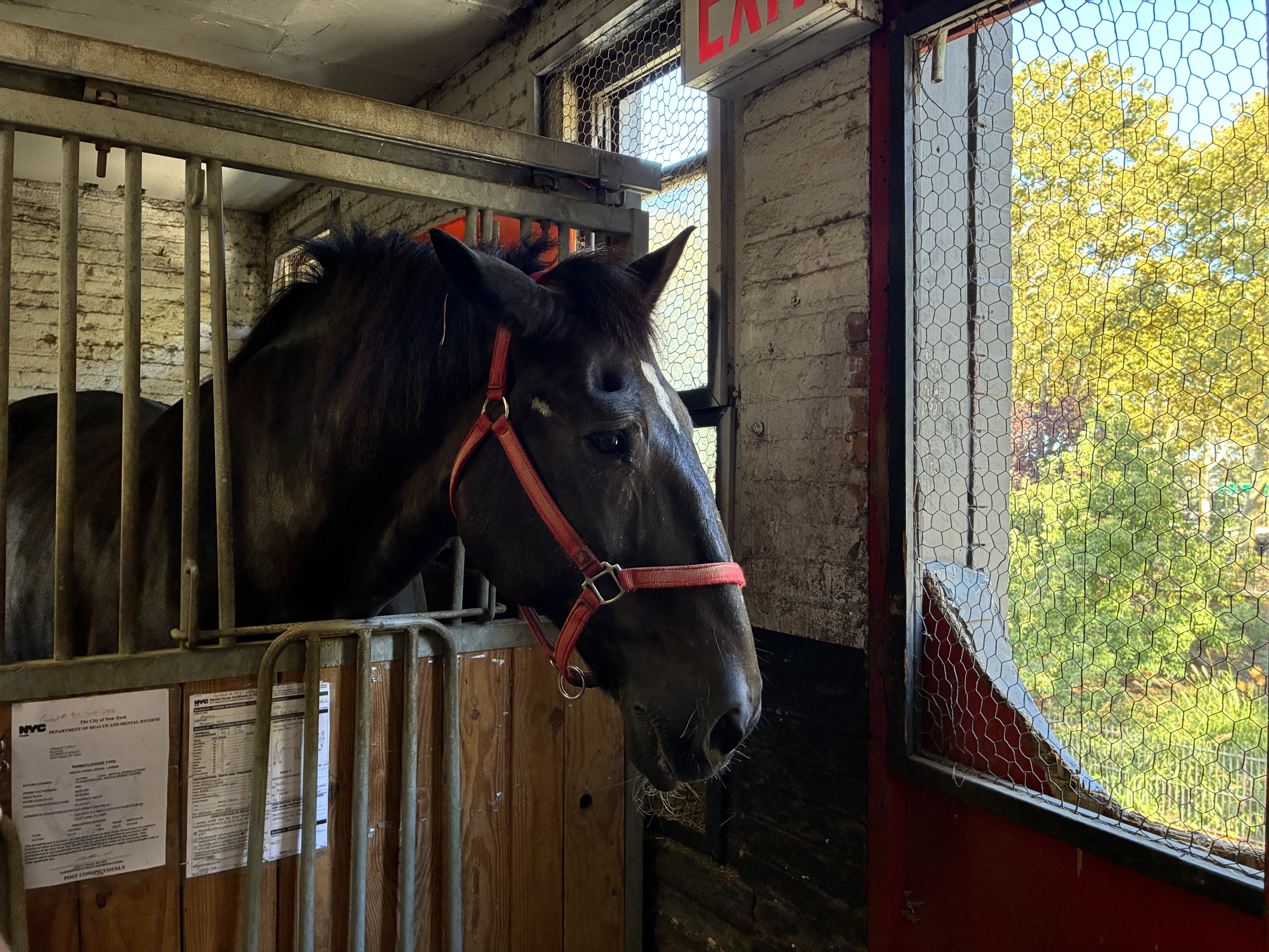 NYC’s horse carriage drivers feel betrayed as lawmakers set to abolish industry — Gothamist, St. Augustine Community news