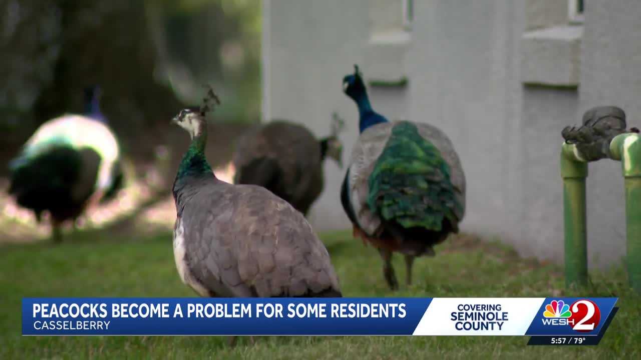 Peacocks vs. property owners: Casselberry rethinks peacock protections amid property damage complaints — WESH 2 Orlando, St. Augustine Real Estate news