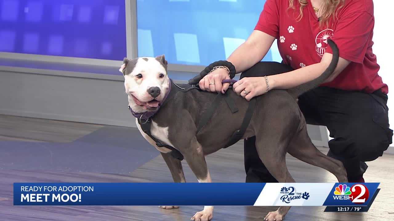 Moo at Southeast Volusia Humane Society is looking for a home — WESH 2 Orlando, St. Augustine Community news