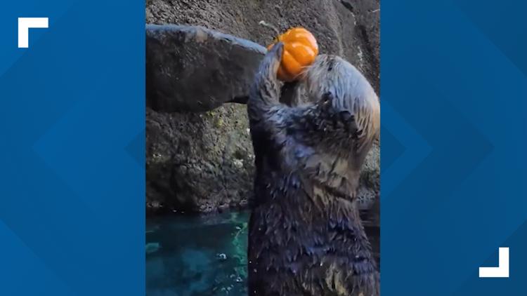 WATCH: Oregon Zoo otters get in the Halloween spirit by slam-dunking mini pumpkins — St. Augustine Arts news