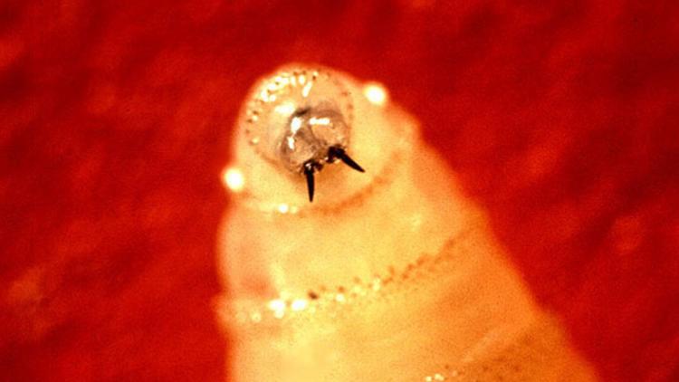 New World screwworm found in US wildlife, raising fears of future human infection, sustained damage to the beef industry — First Coast News Life JAX, St. Augustine Community news