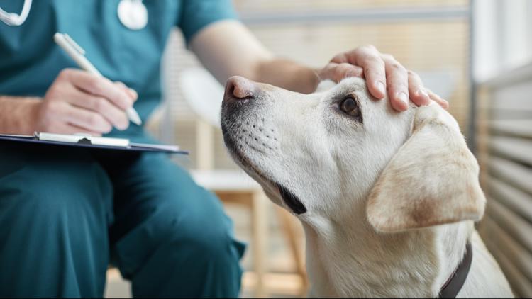 Certain pet medications recalled due to inconsistencies in potency — First Coast News Business JAX
