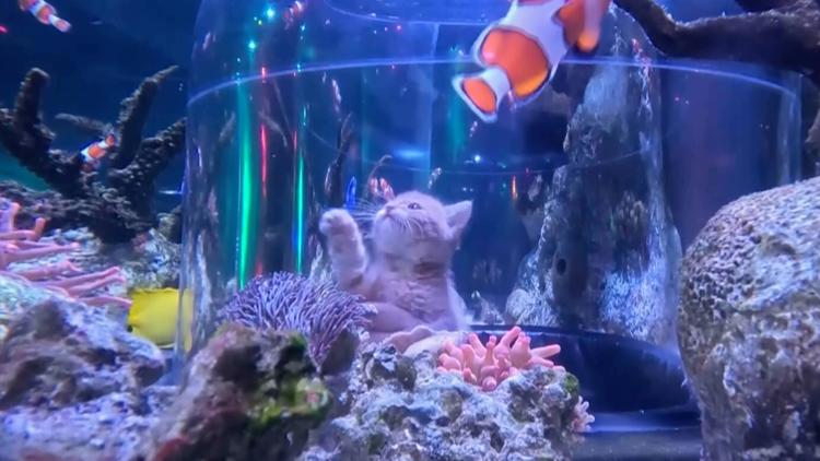 WATCH: Orphaned kittens take aquarium field trip to Mall of America — First Coast News Life JAX