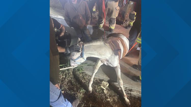 Plano firefighters rescue horse trapped in drainage ditch after escaping near Highway 121 — WFAA (Dallas-Fort Worth)
