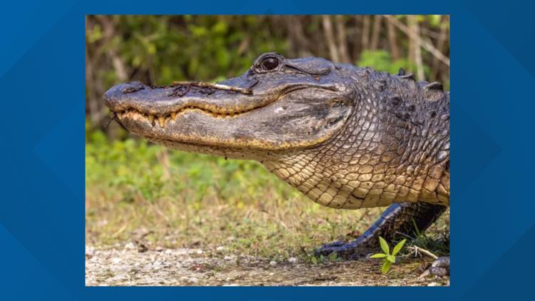 What led to 6 alligator attacks in Florida, including two fatalities? — St. Augustine Community news
