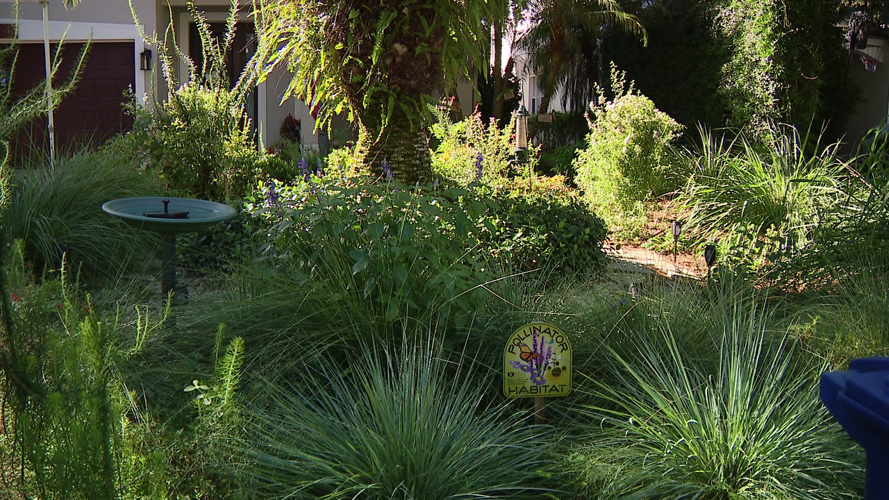 Florida city offers homeowners up to $3,000 to ditch thirsty grass — a move that slashes their water bills — FOX 9, St. Augustine Community news